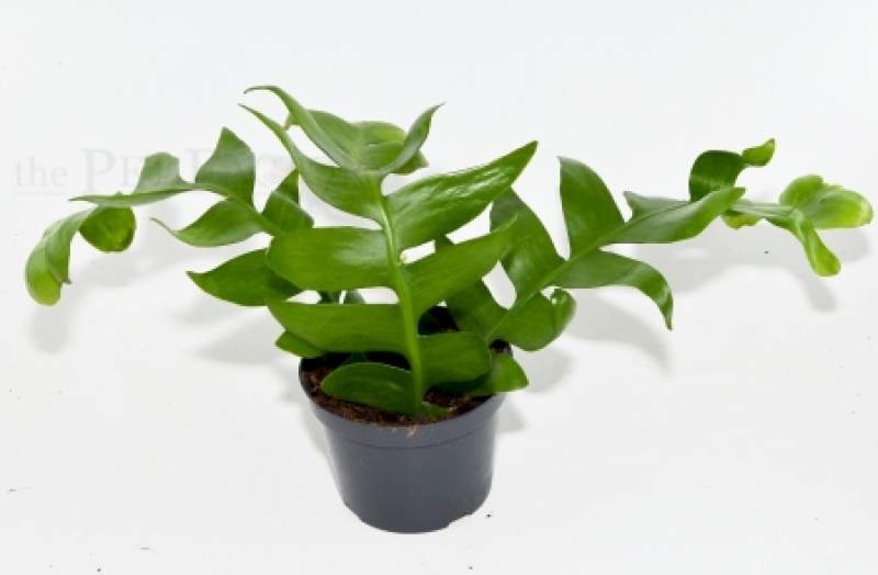 Epiphyllium angulifer f. FERN LEAF